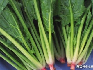 菠菜网最新平台网官方版全面解析：2026必备购彩神器推荐